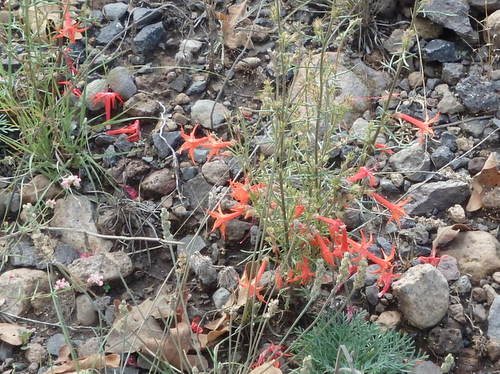 GDMBR: A new flower to us - Scarlet Gilia, Gilia Aggregata.